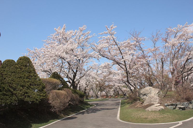 8000本の絶景桜並木！北海道石狩市「戸田記念墓地公園」