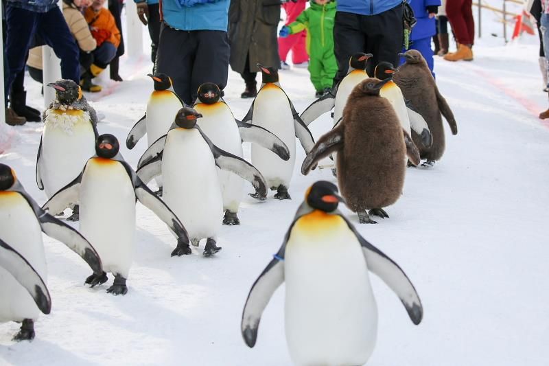 ペンギンの散歩は自主参加