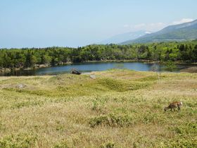 �u���E���R��Y�m���v�l����������Ȃ����R�E�ؓ��ŎU��I�̋L���T���l�C��