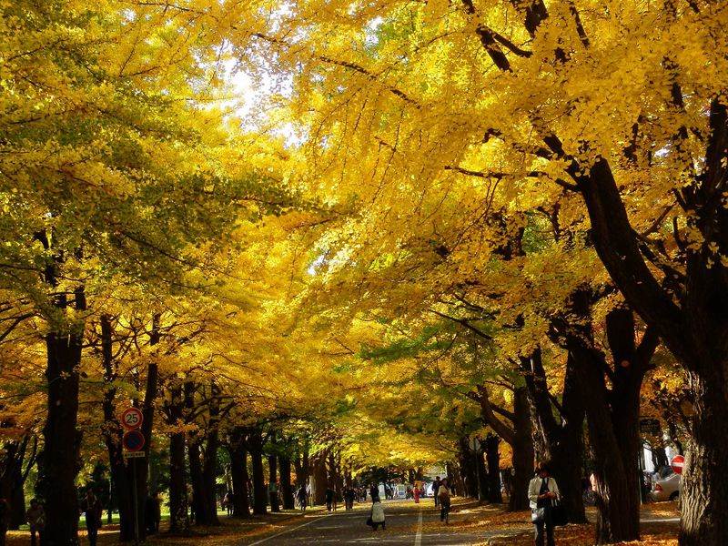 秋の観光スポット「銀杏並木」