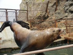 �u�����鐅���فv�g�h�V���[�͑�l�C�̋L���T���l�C��