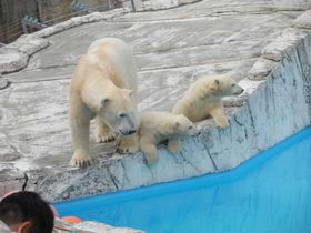 �z�b�L���N�O�}�̎q�O�}���l�C��Ɛ肵�Ă���u�D�y�~�R�������v�̋L���T���l�C��