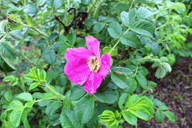 �Z�Ԓ��̕�����뉀�ɁI���Ȗ�̉Ԃ��炭��\���u�Z�Ԃ̐X�v�̋L���T���l�C��