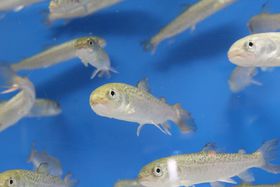 TPťɎQ悤IDysL삳Ȋwق̋LTlC