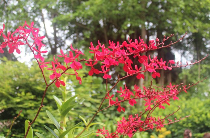 世界遺産シンガポール植物園の必訪スポット「国立蘭園