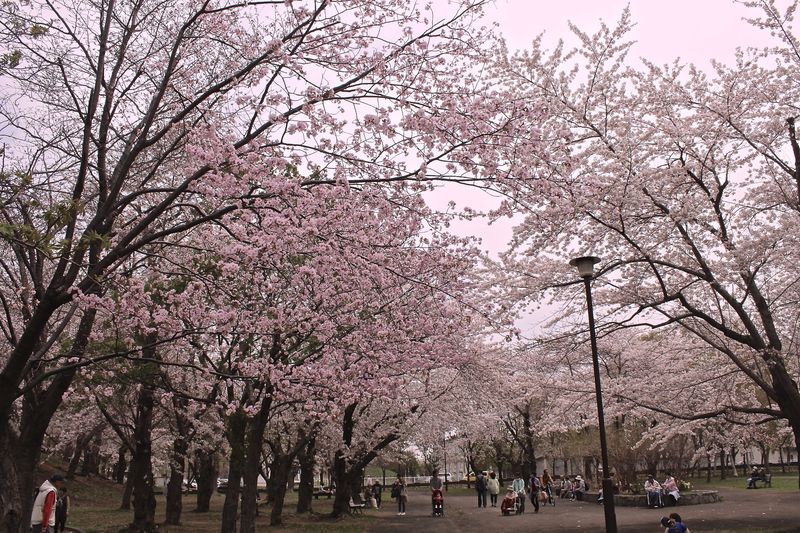 家族でお花見「札幌農試公園」は桜トンネルや懐かしのSLも！