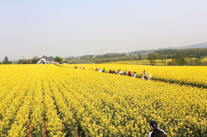 北海道滝川市・幸せ色の丘は“日本一の菜の花畑”！