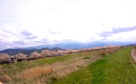 ���Ă͓��{��I�V�����u������v��2000�{�̍����؂��������I�̋L���T���l�C��