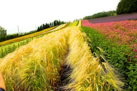 kCxǖut@[xcviԔƕKHXC[c̋LTlC