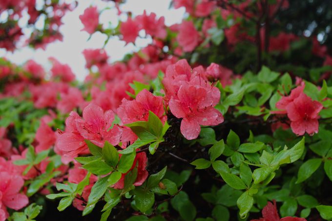 山裾を真紅に染めるつつじが美しい 初夏の函館 恵山つつじ公園 北海道 トラベルjp 旅行ガイド