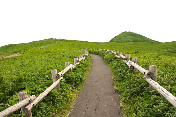 美しい高山植物が咲く 絶景の礼文島 桃岩展望台 をトレッキング 北海道 トラベルjp 旅行ガイド