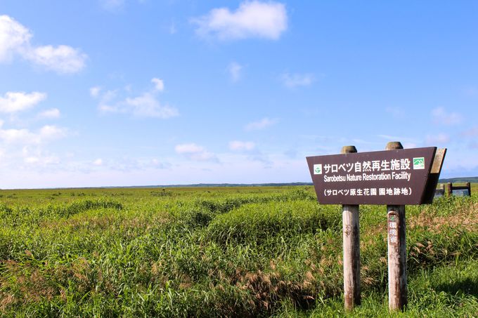 絶景湿原 北海道 サロベツ湿原 はエゾカンゾウが咲く時期がお勧め 北海道 トラベルjp 旅行ガイド