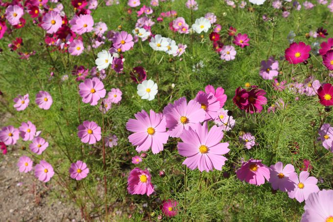 50���{�̃R�X���X���Ζʂ̏ォ��𒭂߂Ă݂悤�I