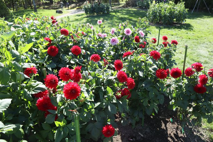 �R�X���X�ȊO�̂��Ԃ��I