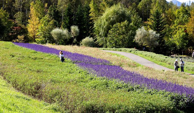 �R�X���X�ȊO�̂��Ԃ��I