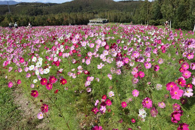 50���{�̃R�X���X���Ζʂ̏ォ��𒭂߂Ă݂悤�I