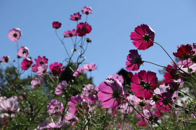 50���{�̃R�X���X���Ζʂ̏ォ��𒭂߂Ă݂悤�I