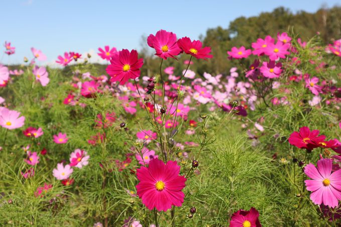 �R�X���X�̌����́H