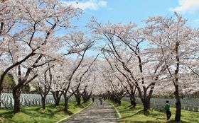 �k�C���E�D�y�ߍx�ł��Ԍ�������Ȃ炱���I�~�ƍ��̂��Ԍ������T�I�̋L���T���l�C��