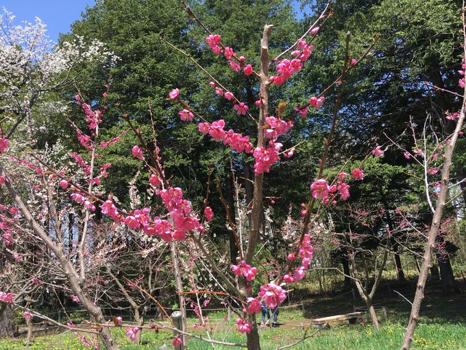 北海道 札幌近郊でお花見をするならここ 梅と桜のお花見名所５選 北海道 トラベルjp 旅行ガイド