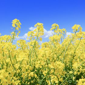 Ă̖kCuԍՂv5IIɍ؂̉ԁAō̋LTlC