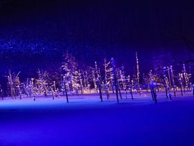 北海道美瑛町「青い池」の絶景！冬景色と夜のライトアップ