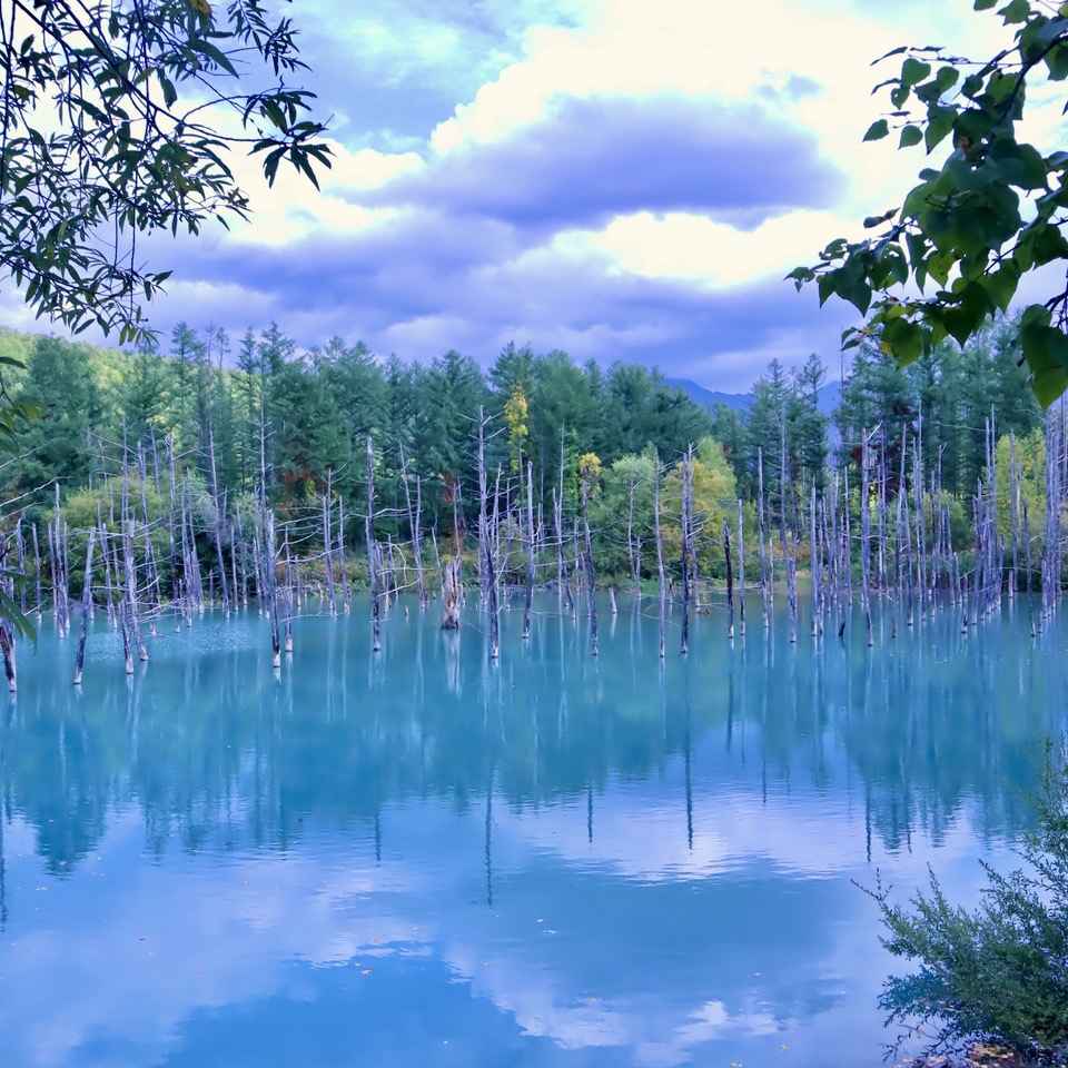 北海道美瑛町 青い池 の絶景 冬景色と夜のライトアップ 北海道 トラベルjp 旅行ガイド