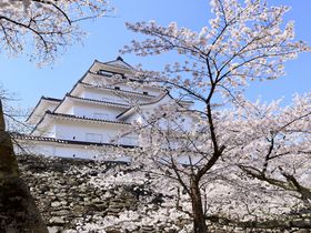 鶴ヶ城 期間限定1000本の桜とライトアップ！福島県会津若松市