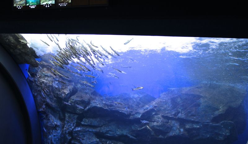 川が凍る水槽と日本一の「イトウ」！北海道「北の大地の水族館」