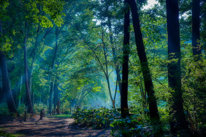 菌活で夏を元気に！菌活ツアー「癒しの森でデトックス！赤城自然園“森林浴体験プログラム”ともも狩り」