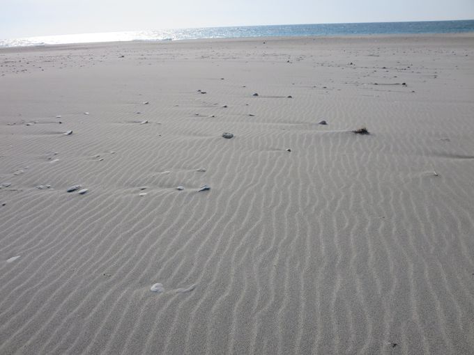 浜松にも砂丘が！「中田島砂丘」で太平洋の大海原と風紋を見る