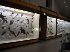 �쒹�̕�ɁI��t���䑷�q�s�E�����̂قƂ�u���̔����فv�Œ��̃g���R�ɂȂ��Ă݂悤!!�̋L���T���l�C��