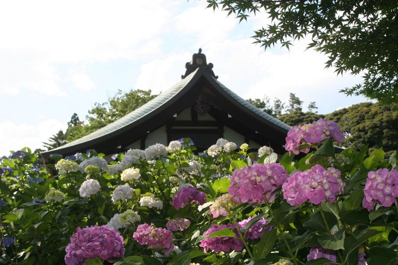千葉・本土寺は四季花の寺！初夏には、溢れるアジサイを愛でながら安らぎを祈る！