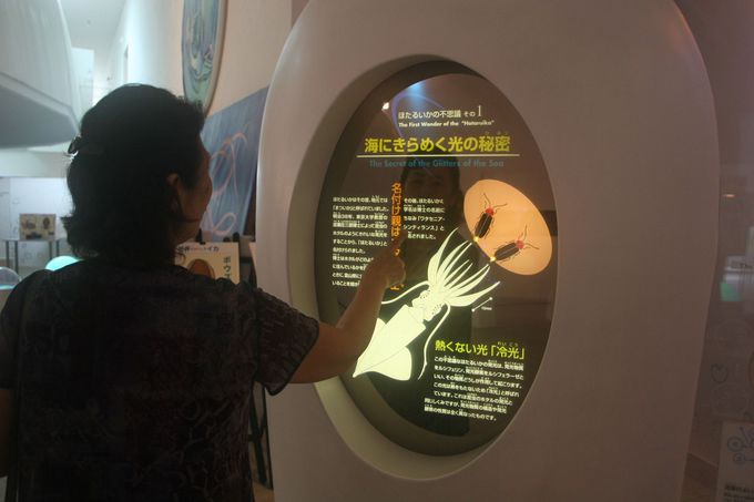 滑川のホタルイカが旨い理由も判る 富山 ほたるいかミュージアム 富山県 トラベルjp 旅行ガイド