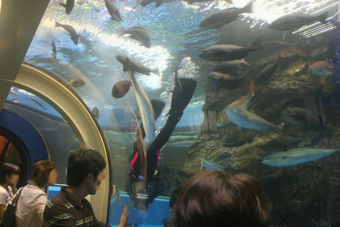 水中トンネルで富山湾探訪！日本最古の水族館「魚津水族館」
