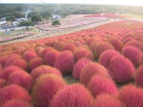 �^���Ԃȋu�Ɖ��ȃR�X���X�̍炭���c�Ђ����C�l�����̋L���T���l�C��