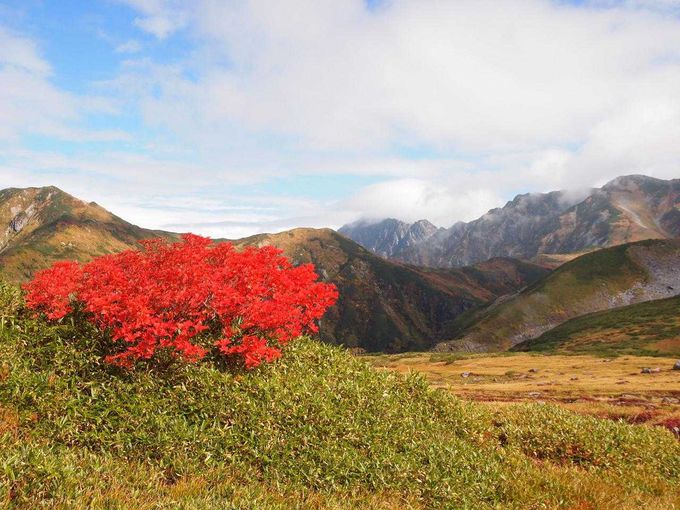 真っ赤に紅葉するナナカマド越しの名峰「劔岳」