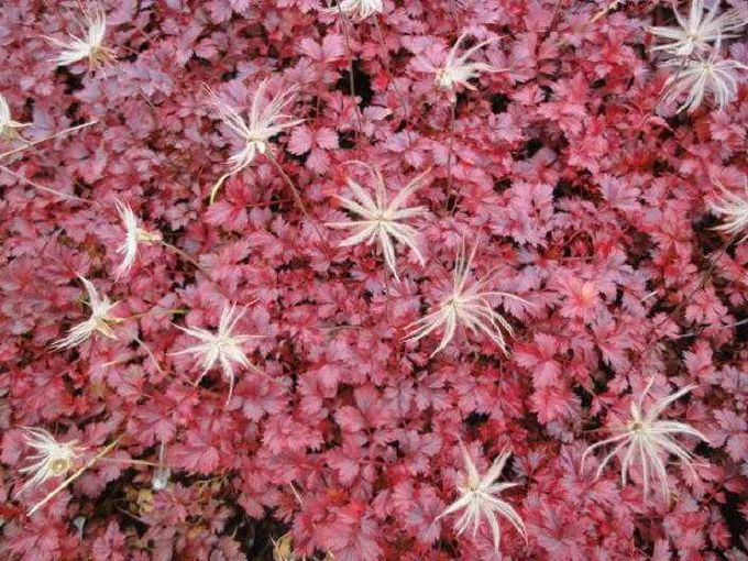 [高山植物]秋は真っ赤な絨毯にふわふわ綿毛の風ぐるま