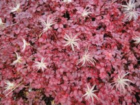 真っ赤な絨毯にふわふわ綿毛の風ぐるま　秋色アートな高山植物