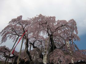 千年の時を語りつぐ日本三大桜「三春の滝桜」と三春町周辺の桜めぐり
