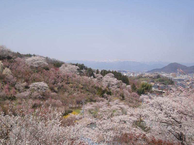 桜前線を追いかけて福島の桃源郷へ　山肌を美しく染める花見山ウォーク