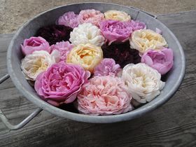 �u�f�G�Ȃ��낪����v�Ƃ̌��R�~�Ől�C�@���̃v���C�x�[�g�I�[�v���K�[�f���֍s�����̋L���T���l�C��