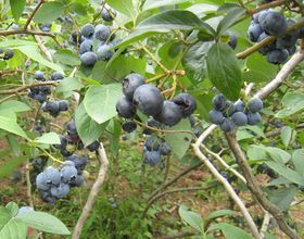 ���C�L�C�L�� ����΁E�u���[�x���[��肪�y���߂���{�O��Y�n���Ύs�ւ̋L���T���l�C��