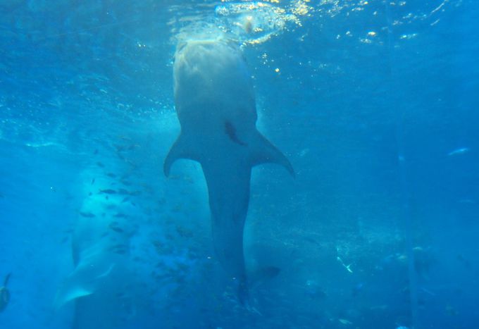必見 巨大ジンベイサメの立ち泳ぎ 美ら海水族館は各種プログラムを活用して楽しもう 沖縄県 Lineトラベルjp 旅行ガイド
