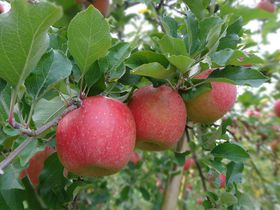 XŐlĈyYIҏWÎ񂹃O30I̋LTlC