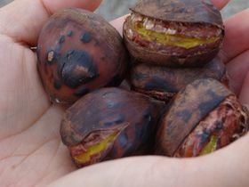 �a�I�̋ɂ݂����!!�I�̐��Y���{��̈�錧�}�Ԃłق�����K���̋L���T���l�C��