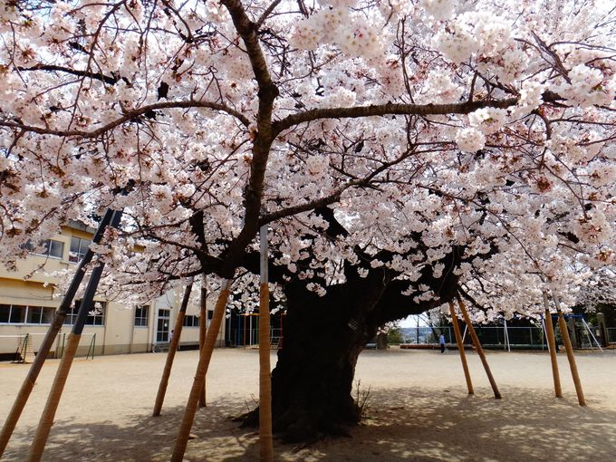 春爛漫!!天然記念物にも指定される桜が告げる春
