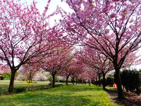 まるで桜図鑑!!350種1,000本の桜が咲く「日本花の会･結城農場」
