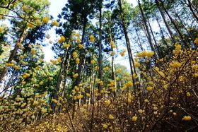 d̐X Á`ŏtȖ،Ζؒ~c}^QnuĐXRv̋LTlC