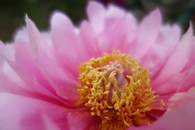 ���Ԍ���J���I���E�ɂ�����5���̉��O���炭�u���Ή��O���v�t�̒�ւ̋L���T���l�C��